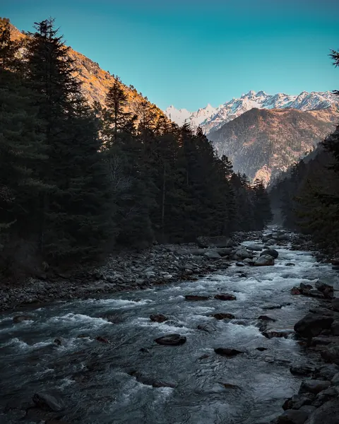 The Parvati river running through pine forest below snow peaks near Kasol
